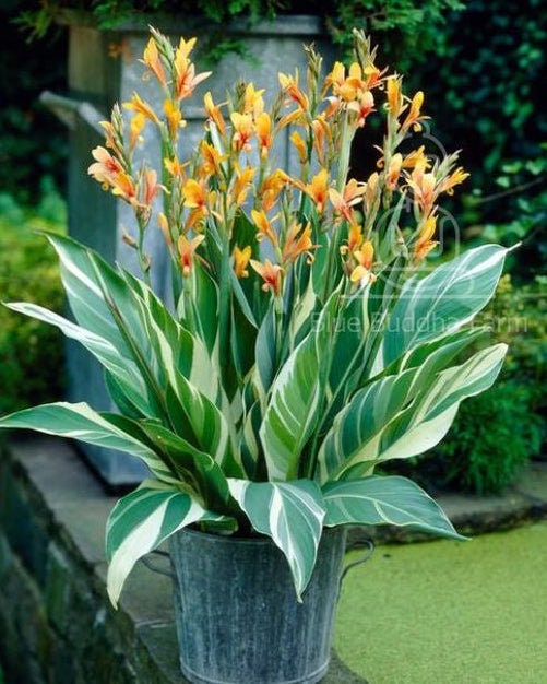 シュトゥットガルト・カンナ・リリーの根茎 – 斑入りの葉、桃色の花