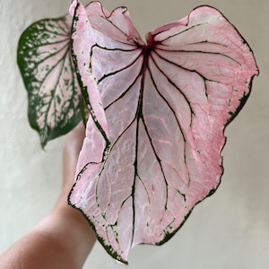 Pink Symphonie Caladium (2 Birnchen) - Anmutige Durchscheinende Pinke Eleganz-Blaue Buddha Farm