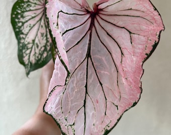 Pink Symphonie Caladium (2 Birnen) * VORBESTELLUNG Schiffe Frühling 2026 ** Anmutige Durchscheinende Rosa Eleganz I Blaue Buddha Farm