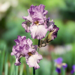 Bearded Iris &#39;Autumn Tryst&#39; Bulb – Lavender Plicata | Reblooming & Fragrant | 34-Inch Tall | Blue Buddha Farm