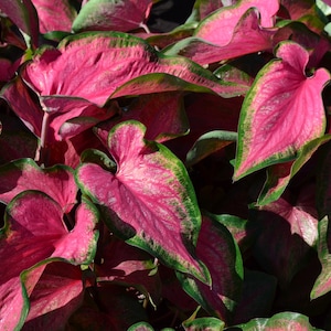 Passion Punch Caladium-Glühbirnen *NEUE VIELZAHL* - Seltene Riemen-Blatt-Sorte mit Fuchsien-Rosa- und Creme-Blättern von der Blauen Buddha-Farm