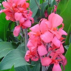 Pink Canna Flowers -  Israel
