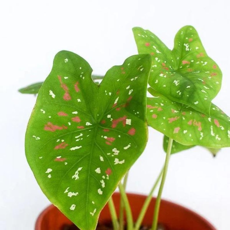 Caladium Small Florida Clown Caladium | Playful Speckled Pink & White Heart-shaped (2 ...
