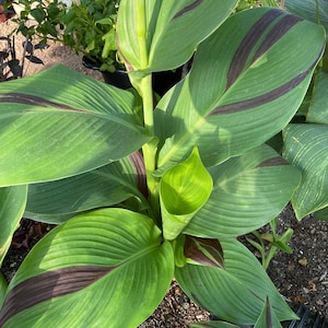 Garden Display of Canna Lily ‘Cleopatra’ – A stunning focal point with tall, colorful blooms in a landscaped bed.