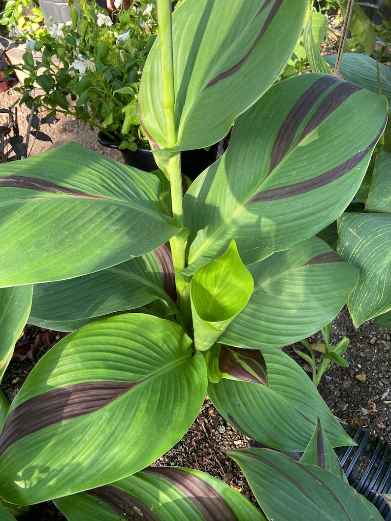 Garden Display of Canna Lily ‘Cleopatra’ – A stunning focal point with tall, colorful blooms in a landscaped bed.