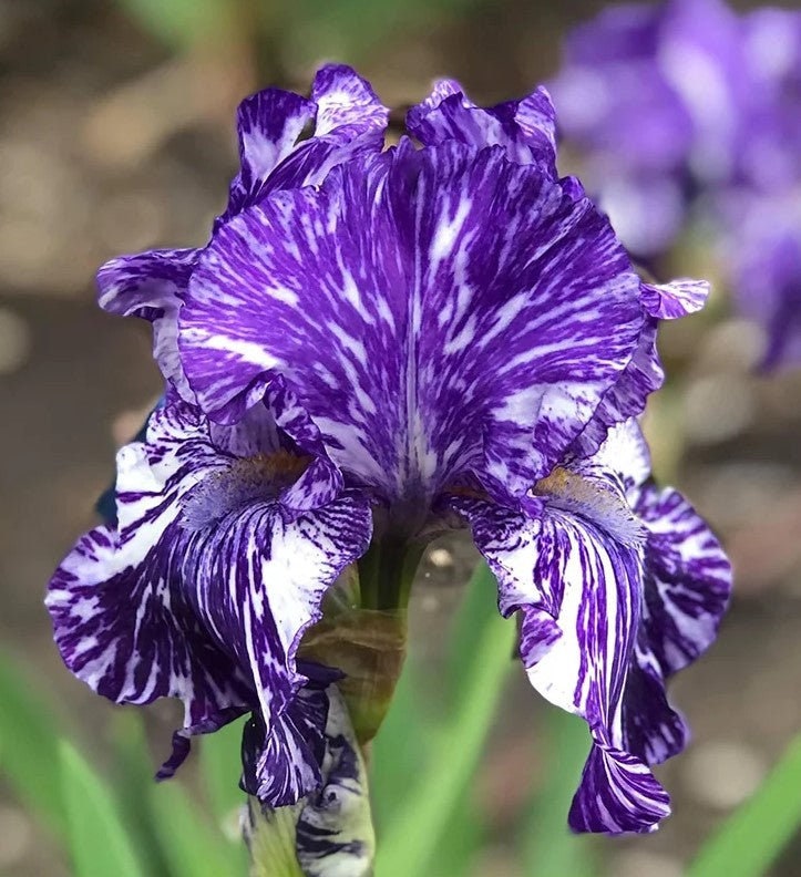 Blueberry Frilly Bearded Iris Bulb - Tall Striped Bearded Iris- Blue Buddha Farm