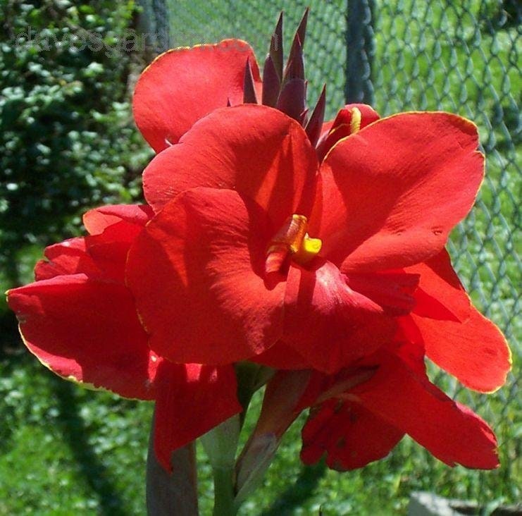 The President  Canna Lily Bulbs **PREORDER**