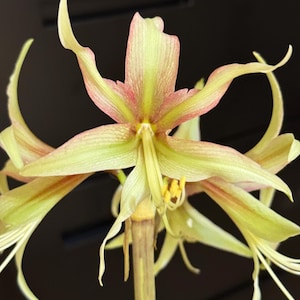 Bulbo de Amarilis &#39;Juniper&#39; 18/20 cm – Sonatini Hippeastrum Flor Amarillo Crema I Blue Buddha Farm