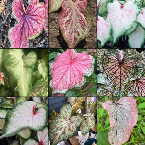 Strap Leaf Caladium Mix - Einzigartiges & Elegantes Laub-Sortiment | Blauer Buddha auf dem Bauernhof