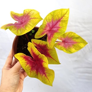 Lemon Blush Caladium (2 Bulbs)-Easy to Grow Indoor or Outdoor Perennial Plant - Blue Buddha Farm