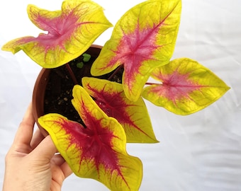Lemon Blush Caladium (2 Bulbs)-Easy to Grow Indoor or Outdoor Perennial Plant - Blue Buddha Farm