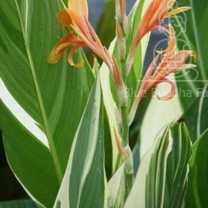 Stuttgart Canna Lily Rhizome - Vibrant Elegance with Variegated Foliage  I Blue Buddha Farm | *PREORDER 2026
