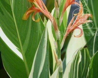 Stuttgart Canna Lily Rhizome – Variegated Foliage, Peach Blooms (PREORDER Spring 2026)