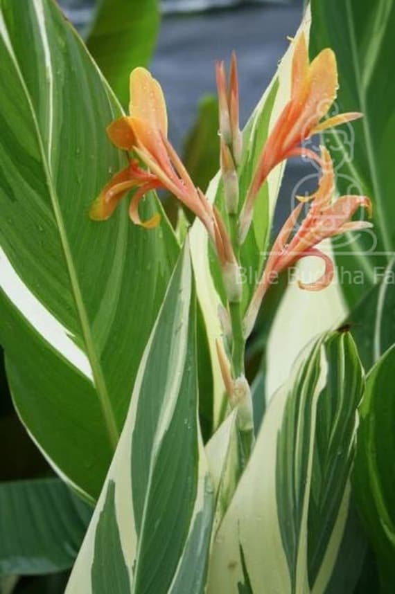 シュトゥットガルト・カンナ・リリーの根茎 – 斑入りの葉、桃色の花