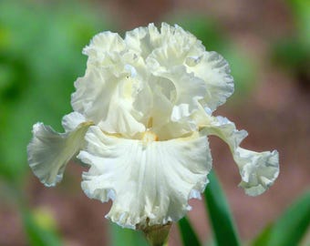 ボストンクリームトールビアデッドアイリス根茎 - 香りの良い伝統品種