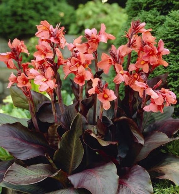 Angel Martin Canna Lily Bulb – Peach Flowers, Variegated Foliage