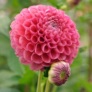 Jowey Frambo Ball Dahlia - Easy to Grow Indoor or Outdoor Perennial Plant - Blue Buddha Farm