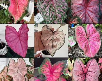 Caladium Pink Mix (Alle rosa Sorten) - Einfach zu züchtende mehrjährige Pflanze im Innen- oder Außenbereich - Blue Buddha Farm