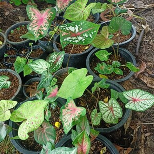 Caladium Variety Mix zufällige Mischung von Zwiebeln Einfach zu züchtende mehrjährige Pflanze im Innen oder Außenbereich Blue Buddha Farm Bild 6