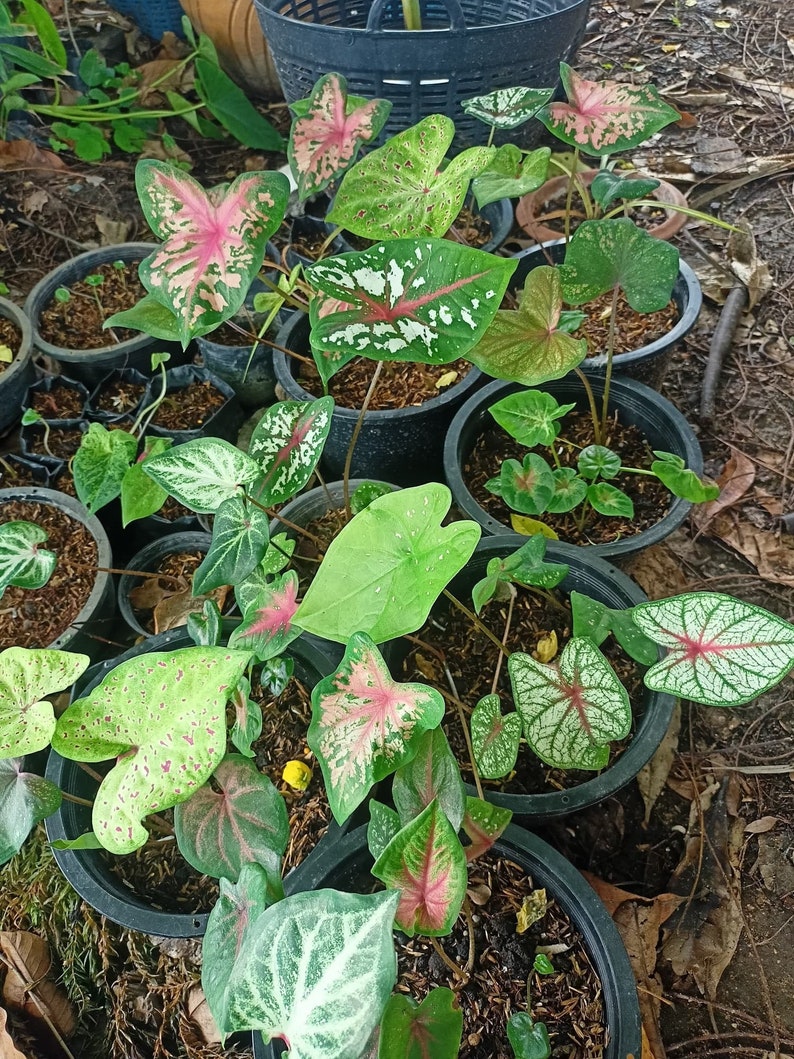 Caladium Variety Mix zufällige Mischung von Zwiebeln Einfach zu züchtende mehrjährige Pflanze im Innen oder Außenbereich Blue Buddha Farm Bild 6