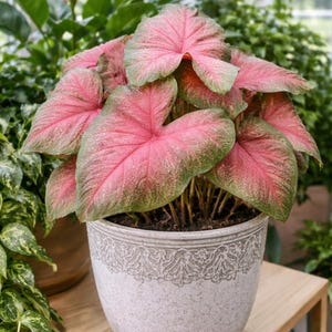 Tequila Sunrise Caladium-lökar (2 lökar) | Livfull rosa och grön | Blue Buddha Farm