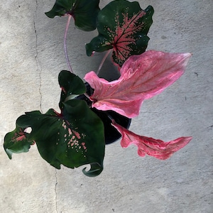Pink Symphony Caladium 2 Bulbs – Easy Grow Perennial - Etsy