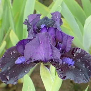 Bearded Iris &#39;Black Lightning&#39; Bulb – Deep Purple to Near Black | Fragrant | 14-Inch Tall | Blue Buddha Farm