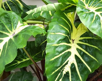 White Lava Elephant Ear - Easy to Grow Indoor or Outdoor Perennial Plant - Blue Buddha Farm