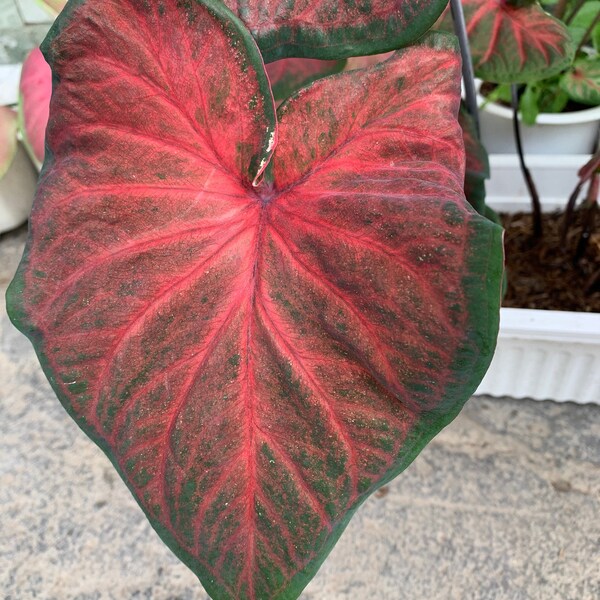 Hearts Delight Caladium (2 bulbs)  ** Preorder for Spring 2024 ** - Easy to Grow Indoor or Outdoor Perennial Plant - Blue Buddha Farm