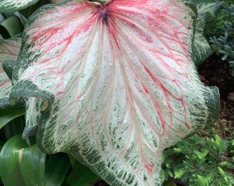 Bulbos de Caladium llamativos / Planta de follaje rosa y verde (2 bulbos)