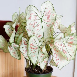 Cranberry Star Caladium Zwiebeln (2er-Set) - Easy-Grow Indoor / Outdoor Tropische Pflanze - Lebendiges Laub von Blue Buddha Farm