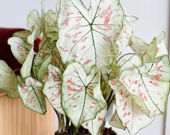 Cranberry Star Caladium Bulbs (2 Bulbs)  – Vibrant Foliage I Blue Buddha Farm