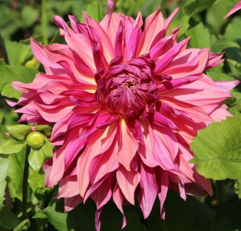 Penhill Dark Monarch Dinnerplate Dahlia Bulb Easy to Grow Etsy