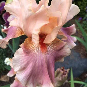 Entitled Bearded Iris Easy to Grow Perennial Blue Buddha Farm - Etsy