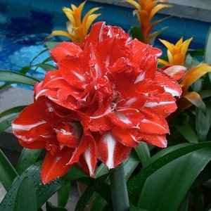 Amaryllis Rock and Roll - Great Holiday Christmas Gift | Blue Buddha Farm