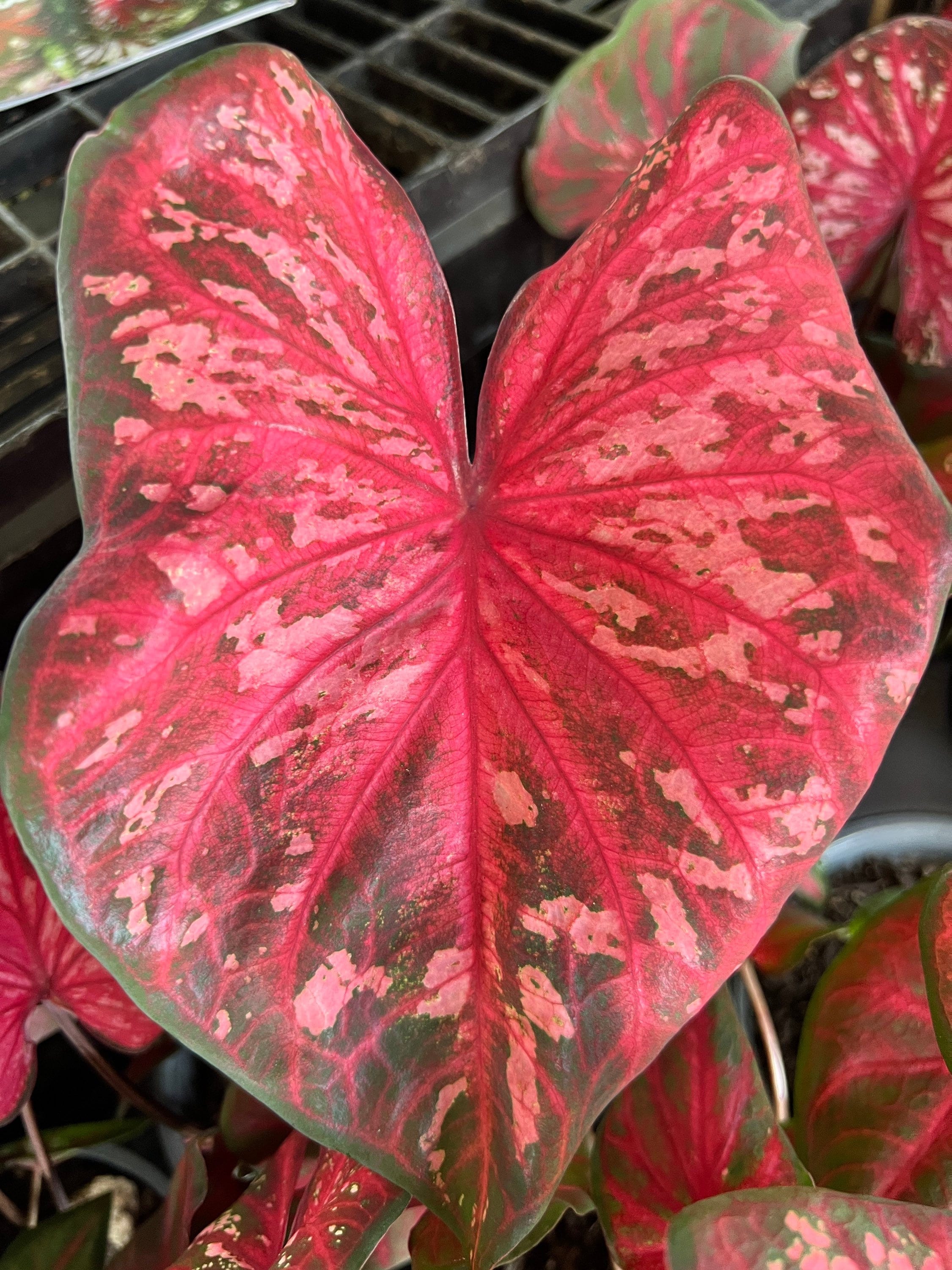 Pink variegated monstera - Etsy Schweiz