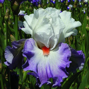 Bearded Iris 'Linda Nelson' Bulb  – White Standards with Violet Falls & Orange Beards | 36" Tall | Blue Buddha Farm
