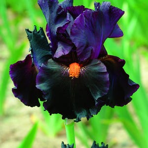 Bearded Iris &#39;Dracula’s Kiss&#39; Bulb –| Dark Purple & Tangerine | 36&quot; Tall | Blue Buddha Farm