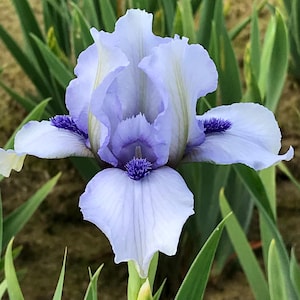 Bearded Iris &#39;Forever Blue&#39; Bulb – Reblooming Dwarf Iris | Soft Blue Blooms | Blue Buddha Farm