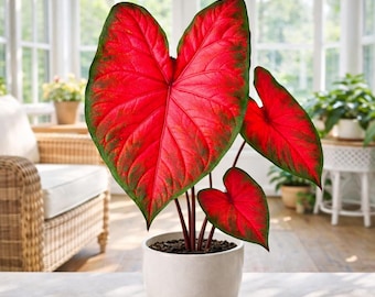 Rumbling Red Caladium (2 Bulbs) | *PREORDER Spring 2026* | Deep Crimson Drama | Blue Buddha Farm