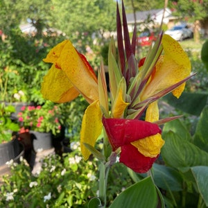 Canna Lily ‘Cleopatra’ Foliage – Variegated green and purple leaves providing bold contrast in a tropical setting.