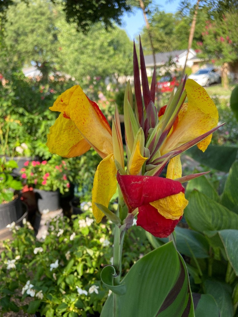 Canna Lily ‘Cleopatra’ Foliage – Variegated green and purple leaves providing bold contrast in a tropical setting.