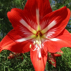 Amaryllis &#39;Cocktail&#39; – Rich Red & Cream Blooms | PREORDER – Ships Fall 2025 | Blue Buddha Farm