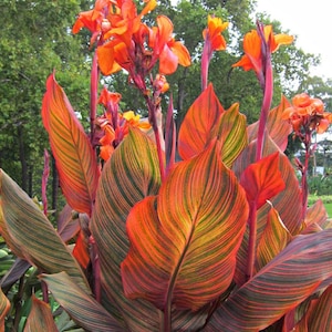 Tropicanna Canna Lily Rhizome | Vibrant Orange Blooms, Exotic Foliage (PREORDER Spring 2026) I Blue Buddha Farm