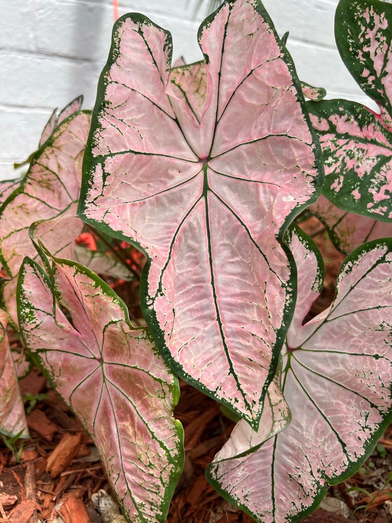 Pink Splash Caladium (2 Bulbs)