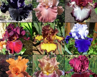 Iris Mix - 3 Bulbs - Blue Buddha Farm