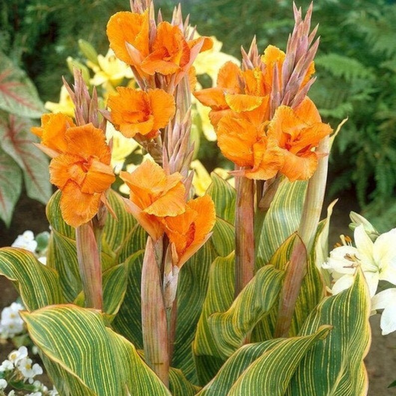 Bengal Tiger Variegated Canna Lily bulb Etsy