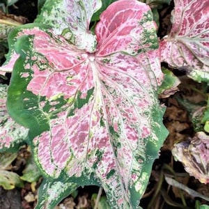 Pink Sky Caladium (2 Bulbs) Easy to Grow Indoor or Outdoor Perennial Plant - Blue Buddha Farm