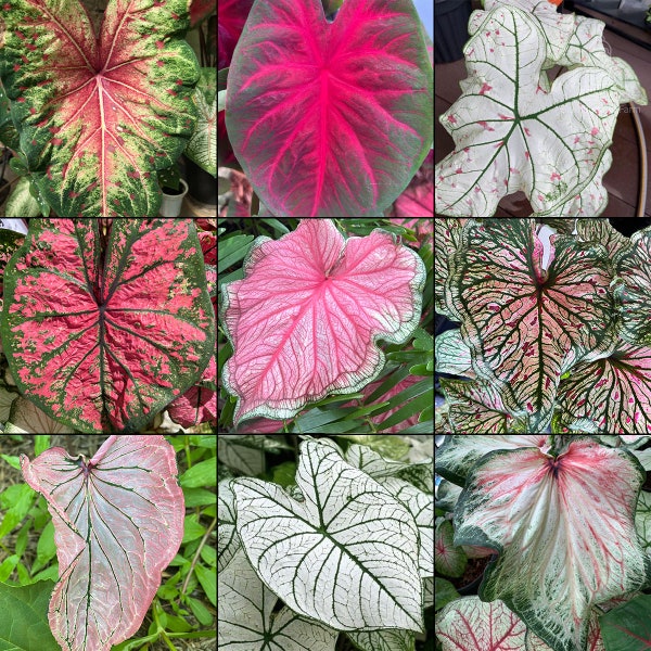 Caladium Variety Mix (Random Mix of Bulbs) - Easy to Grow Indoor or Outdoor Perennial Plant - Blue Buddha Farm