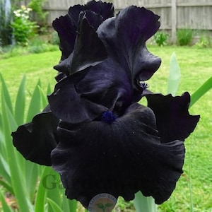 Iris barbuto 'Black Suited' **PREORDINE Autunno 2025** - Spettacolari fioriture viola scuro-nere / Rizomi tradizionali audaci / Blue Buddha Farm